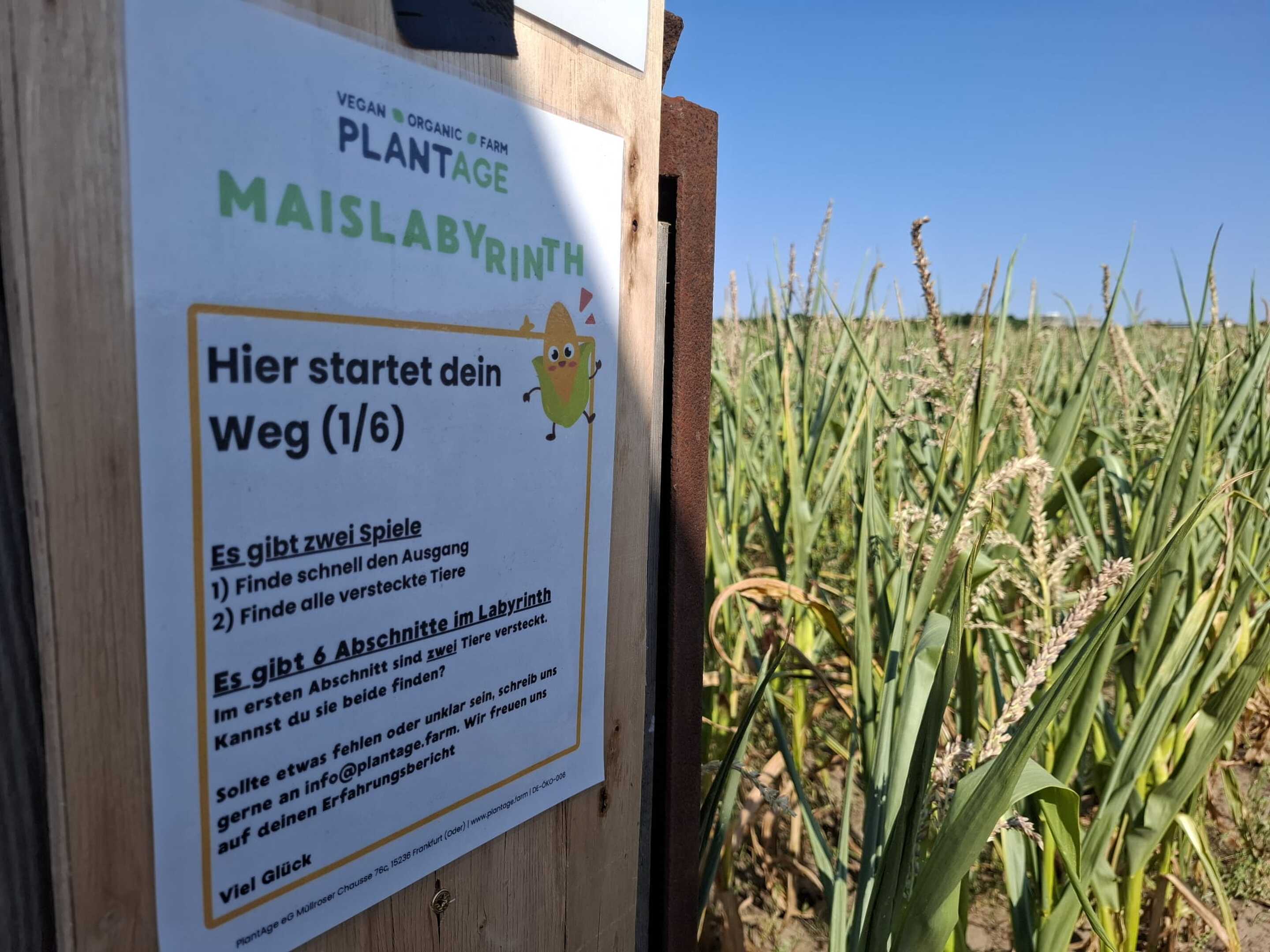 Maislabyrinth PlantAGE, Foto: Stadtmarketing Frankfurt Oder